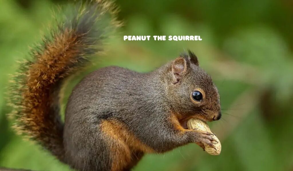 Peanut the Squirrel