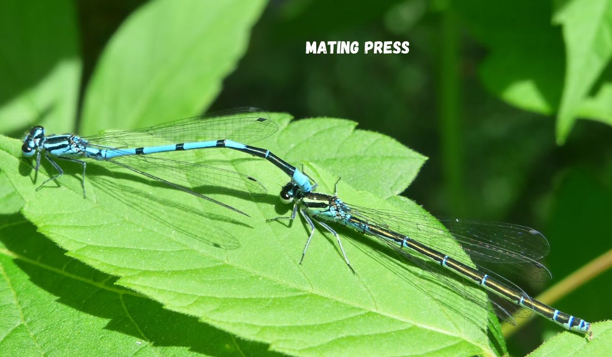 mating press